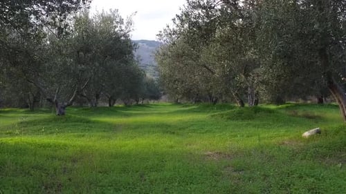 Ein Grundstück mit Olivenbäumen wäre eine ausgewiesene Landfläche, auf der Olivenbäume gepflanzt und kultiviert werden