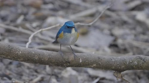 Fulchoki Godawori in Kathmandu is home to rare birds from Nepal.