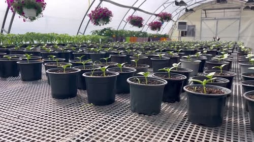 Seedling Plants Growing Inside a Greenhouse