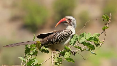 Red Billed Hornbill On A Branch - Kruger National Park
