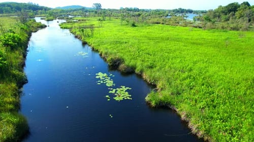 Wetlands with various trees represent the integrity of the forest.