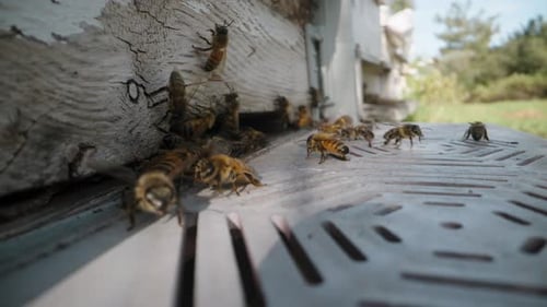Honeybees Swarming Near Hive Entrance on Sunny Day