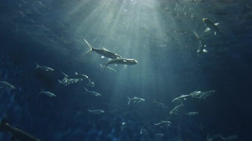 Fish in Sea and Rays of Sun Underwater