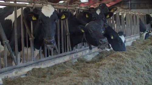 Modern farm cowshed with milking cows eating hay