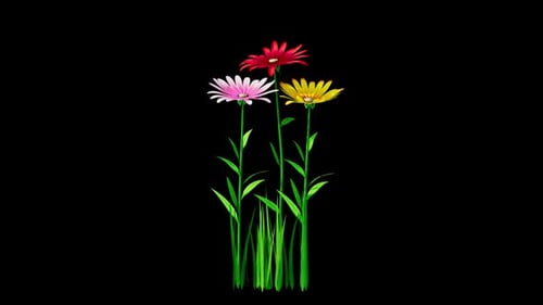 Colored Flowers Blooming Alpha Channel