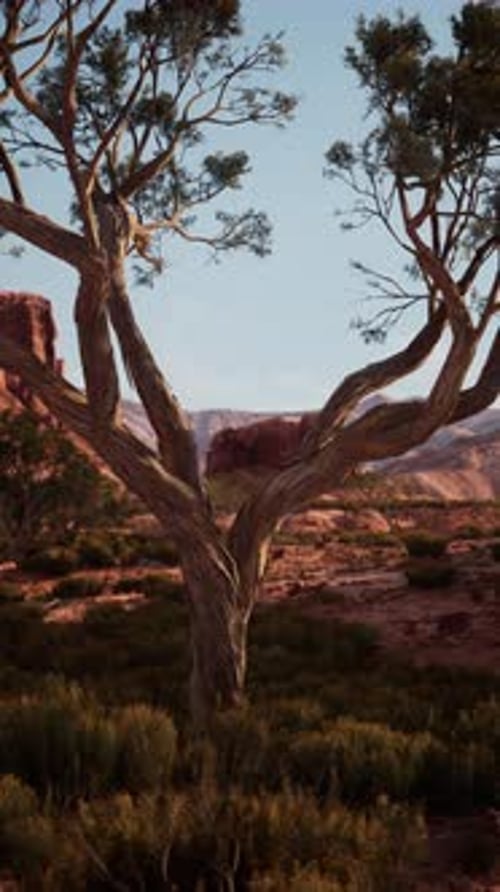 Lone Tree in Nevada Desert With Mountain Background