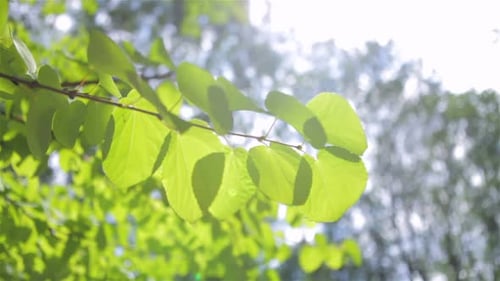 Fundo de folha verde