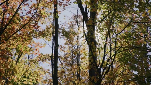 Sunlight Through Autumn Trees in a Forest