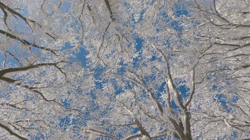 Frozen Tree Tops Winter Forest