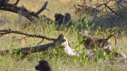 family of baboon monkeys