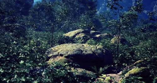 Lush Forest Landscape Featuring Moss Covered Rocks and Greenery in Daylight