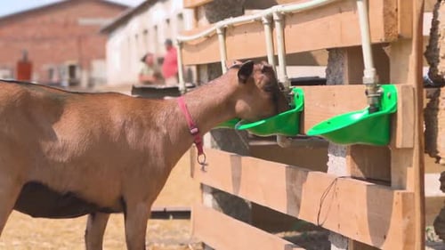 Domestic brown goat drinking water. Farm.