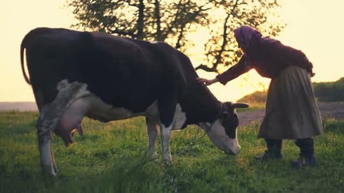 Senior Woman Pets Cow at Sunset in Rural Field
