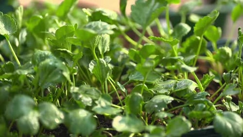 Young green seedlings growing in soil close up garden planting concept