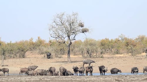 Una manada de búfalos del Cabo (Syncerus caffer) se reunió alrededor de una pequeña piscina, y un toro se acercó por el