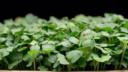 Fresh, Green Microgreens Growing Close Up