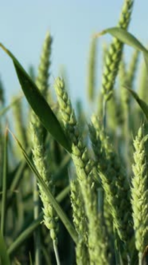 Serene Summer Day in Lush Green Wheat Field With Gentle Breezes Vertical Video