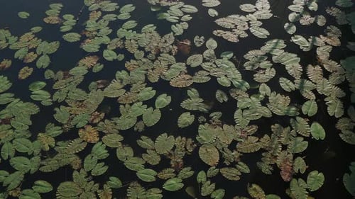 Different green water lilies sway on the river, lake, reservoir.