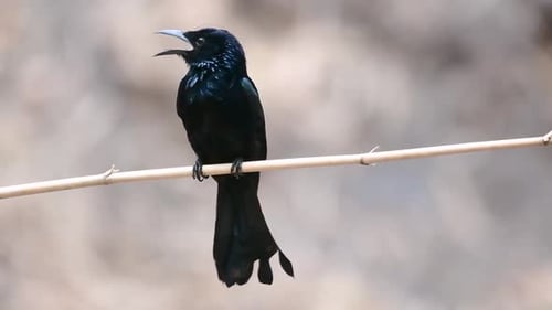 El drongo con cresta pilosa o es un ave de Asia de la familia Dicruridae que era conespecífica con D.