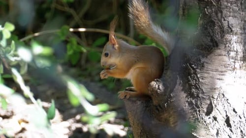 Squirrel Eating on a Tree Branch