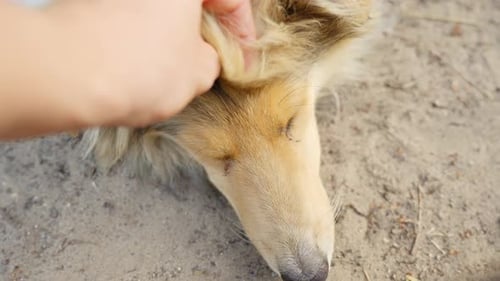 Tan Collie Dog Relaxing While Being Pet