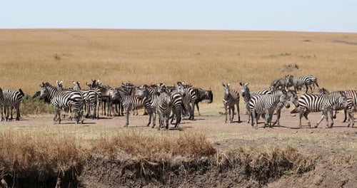 Herd Of Plains Zebras And Hartebeest Standing Under The Sun At Maasai Mara National Reserve In Kenya