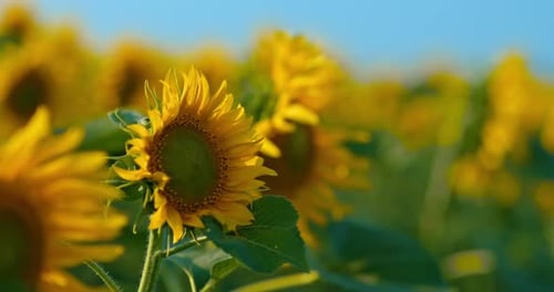 Bright Sunflowers Blooming in Sunny Rural Field