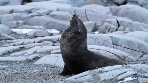 Fur Seal Sitting Proudly on Rocky Antarctic Beach