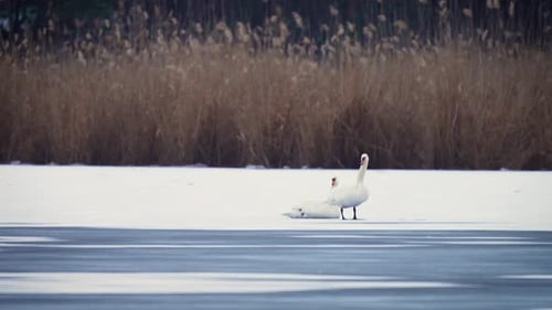 Der weiße Schwan steht anmutig auf dem gefrorenen See und zeigt Eleganz inmitten der Winterlandschaft