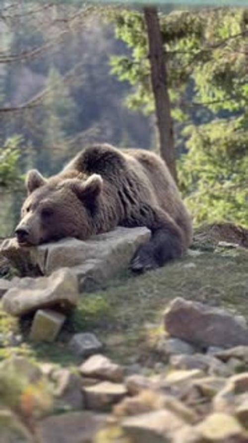 Brown Bear Resting Peacefully in Natural Habitat
