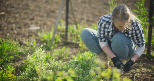 A Young Woman Works In The Garden Weeds Weeds Getting Ready To Grow Vegetables