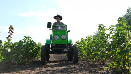 A Handsome Farmer is Driving a Tractor Black and Red Currant Bushes Grow in Rows on the Plantation
