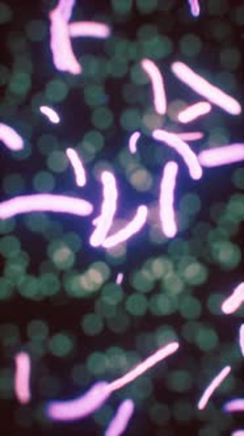 Viruses Under the Microscopic View for Education