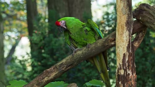 Great green military macaw Ara militaris mexicana.
