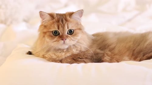 Cute Golden Cat Lying on Pillow in Bedroom