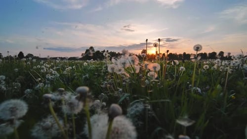 A Meadow of Dandelions on a Summer Evening at Sunset