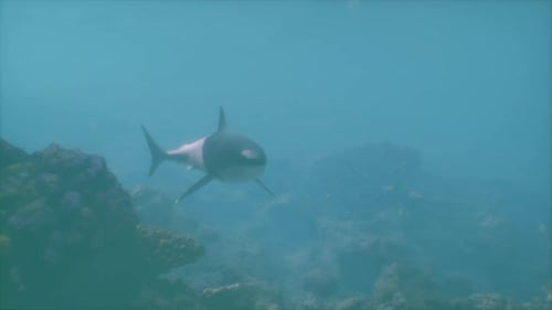 A Large White Shark Swimming in the Ocean