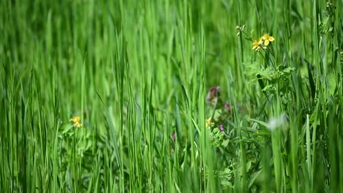 Sunny green grass abstract background and spring yellow flower