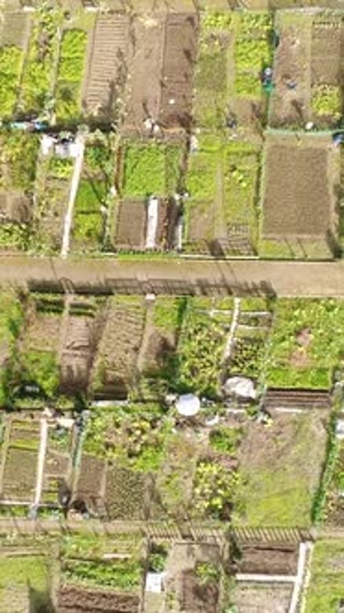 Vertical Video of community garden in the City