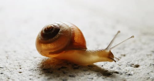 Die gelbe Schnecke mit ihrem zarten Panzer gleitet anmutig dahin und hinterlässt eine glitzernde Spur