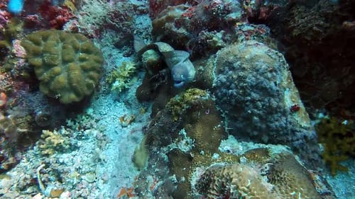 Coral reef, nature and eel underwater in ocean for aquatic environment, ecosystem and wildlife