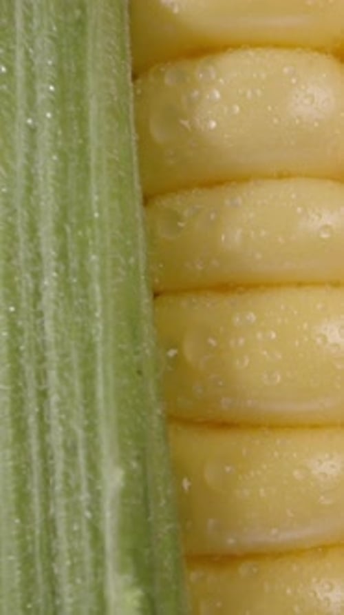 Corn cob with green leaves and drops of water, extreme close-up. slide the camera up Vertical video