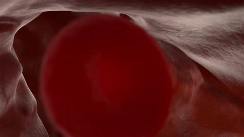 Human Red Blood Cells Flowing in Blood Vessel Medical Animation