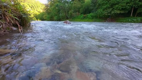 Slow Motion of Calm River Flowing Through Lush Forest