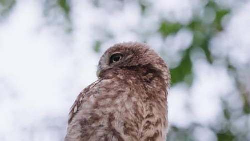Little Owl Sitting on Branch in Nature