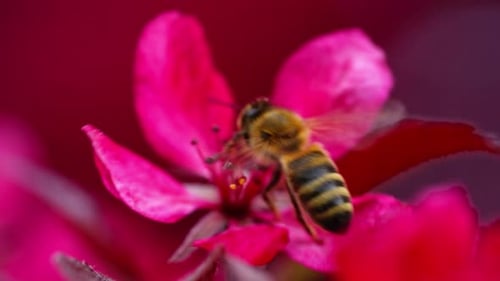 Close-up slow motion of bee on pink apple blossom collecting pollen in spring sunshine