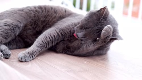 Gray Cat Grooming Paw Lying on Wooden Surface