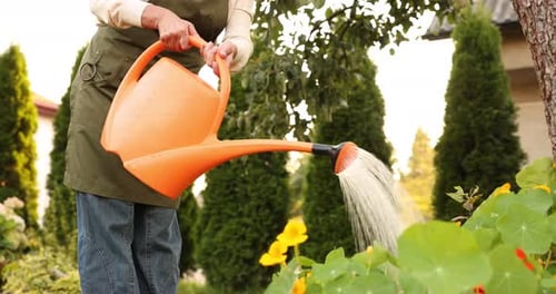 Senior woman watering beautiful flowers with can in garden, closeup