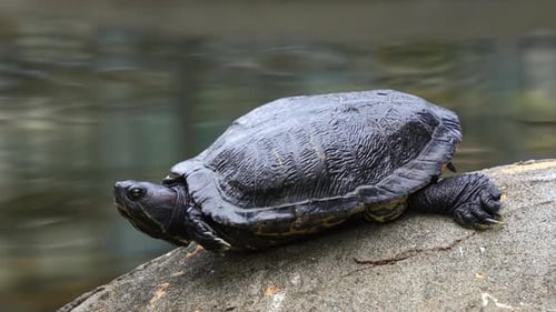 Red-eared slider turtle, trachemys scripta elegans spotted resting by the pond, basking on the lakes