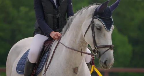 Jumping Horse and Equestrian Jumping on Horseback Horse Leaping Fence on Sandy Parkour Riding Arena